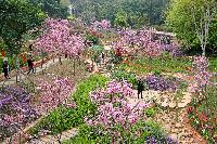 健康步道樱花谷 陈理杰.jpg